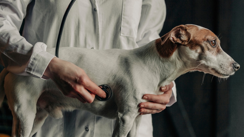Tierarzt mit Stethoskop bei der Untersuchung eines Jack Russell Terriers