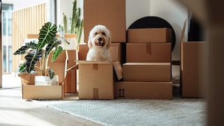 Hund sitzt wahrscheinlich in einem Amazon-Paket