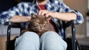 Eine Katze als Assistenztier eines Mannes im Rollstuhl