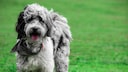 Aussiedoodle