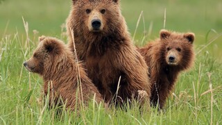 Drei Bären darunter zwei junge, sitzen im Gras