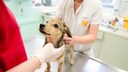 Ein Hund in Tierarzt Praxis