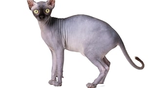 Elfenkatze (Freisteller)