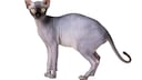 Elfenkatze (Freisteller)