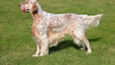 English Setter