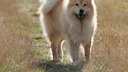 Eurasier