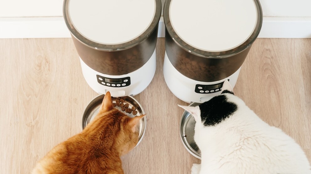 Futterautomat Katze