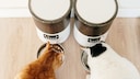 Futterautomat Katze
