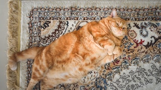Eine stark übergewichtige rote Katze liegt auf einem Teppich