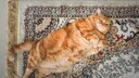 Eine stark übergewichtige rote Katze liegt auf einem Teppich
