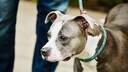 Pitbull-Terrier an der Leine
