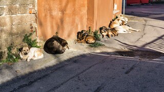 Die Situation hat sich für Straßenhunde in der Türkei extrem verschlechtert.