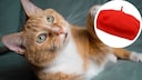 Collage von einer orangen Katze mit einem roten Barett