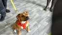 Hund an der Leine bei der Abgabe im Tierheim