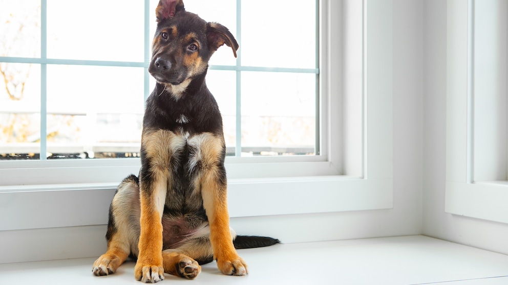Ein Schäferhund sitzt im Welpensitz vor einem Fenster