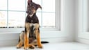 Ein Schäferhund sitzt im Welpensitz vor einem Fenster