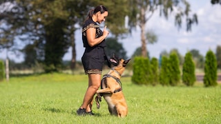 Frau trainiert einen Belgischen Schäferhund auf grüner Wiese