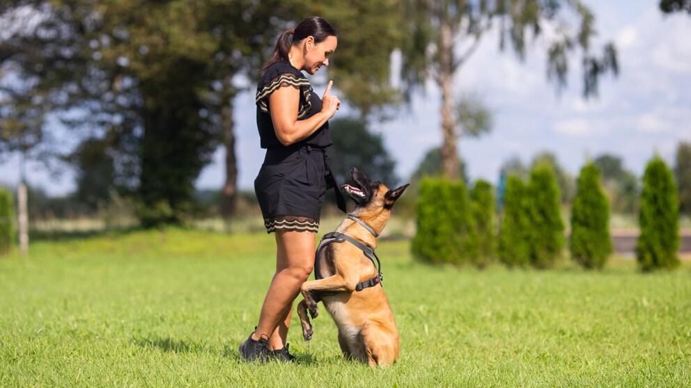 Frau trainiert einen Belgischen Schäferhund auf grüner Wiese