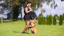 Frau trainiert einen Belgischen Schäferhund auf grüner Wiese