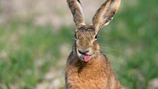 Nahaufnahme von einem Feldhasen (Lepus europaeus), dem die Zunge heraushängt