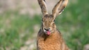 Nahaufnahme von einem Feldhasen (Lepus europaeus), dem die Zunge heraushängt