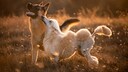 Zwei Hunde – ein Schäferhund und ein Königspudel – rennen über eine Wiese bei Abendlicht