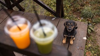 Hunde Smoothies