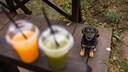 Hunde Smoothies