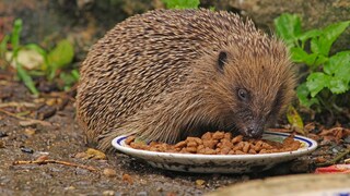 Igel (Erinaceus europaeus) frisst Katzenfutter vom Teller im Garten
