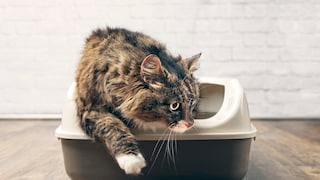 Katze kratzt am Katzenklo