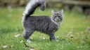 Katze mit langem Schwanz im Gras
