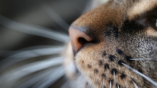 Nahaufnahme einer Katzennase