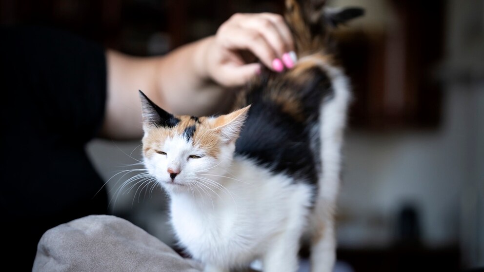 Katze am Po klopfen