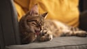 Grau getigerte Katze liegt auf dem Sofa und putzt sich die Pfote