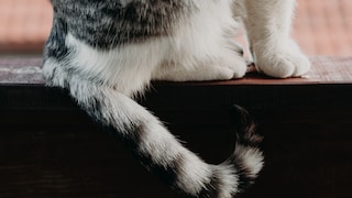 Katze gebrochener Schwanz