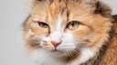 Katze mit tränendem Auge