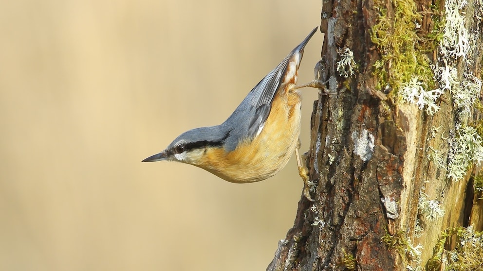 Der Kleiber: Heimischer Wildvogel und Kletterkünstler - PETBOOK