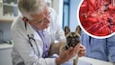 Ein kleiner Hund wird beim Tierarzt auf Herzwürmer untersucht