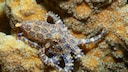 Hapalochlaena Krake im Meer