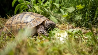 Eine Landschildkröte im Freien