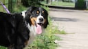 Freundlicher Hund an der Leinen in einem Dorf in Brandenburg