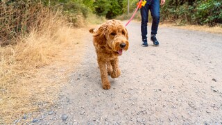 Ein Hunde läuft an der Leine auf einem Feldweg
