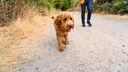 Ein Hunde läuft an der Leine auf einem Feldweg