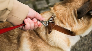 Nicht nur auf öffentlichen Grünflächen, sondern auch in Wäldern und Naturschutzgebieten müssen Hunde oft an die Leine. Doch jedes Bundesland hat andere Bestimmungen ...
