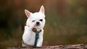 Kleiner weißer Chihuahua hält sich Pfote vors Gesicht