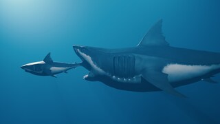 Rekonstruktion von Megalodon und Weißem Hai im Größenverhältnis