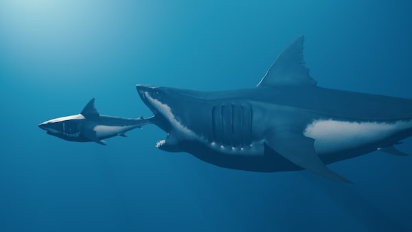 Rekonstruktion von Megalodon und Weißem Hai im Größenverhältnis