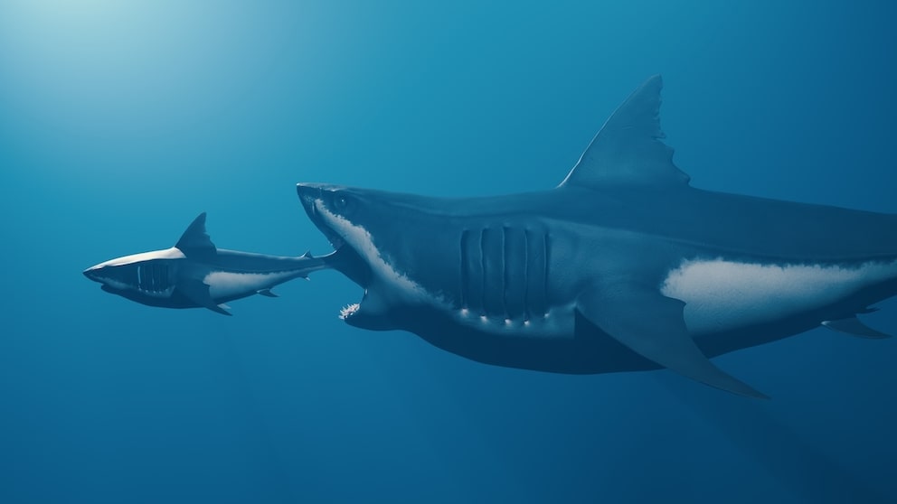Rekonstruktion von Megalodon und Weißem Hai im Größenverhältnis