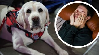 Collage aus Assistenzhund und jungem Mann mit Kopfschmerzen (Kreis)