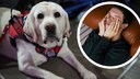 Collage aus Assistenzhund und jungem Mann mit Kopfschmerzen (Kreis)